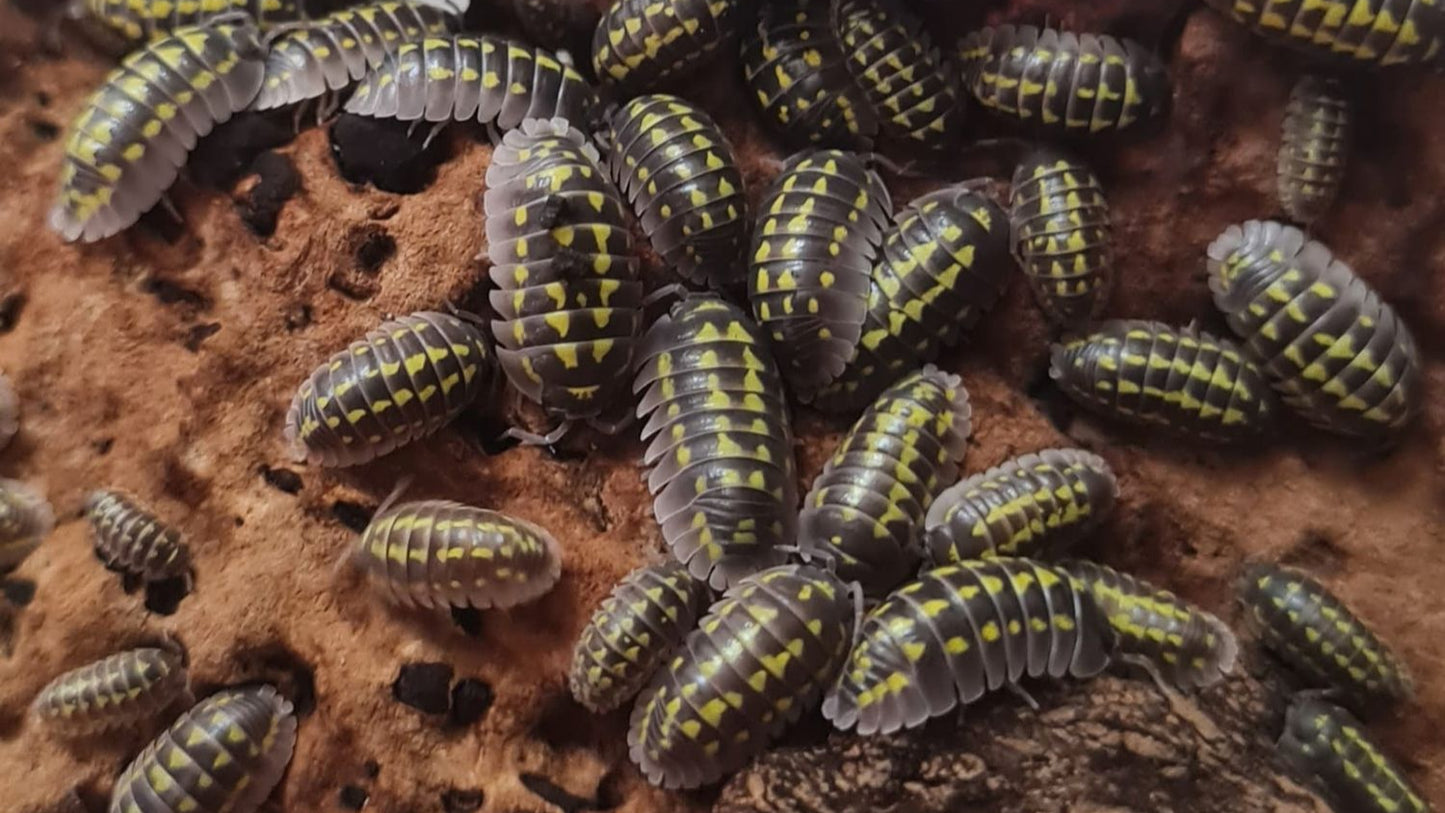 Armadillidium Gestroi Isopods (Colony of 5)