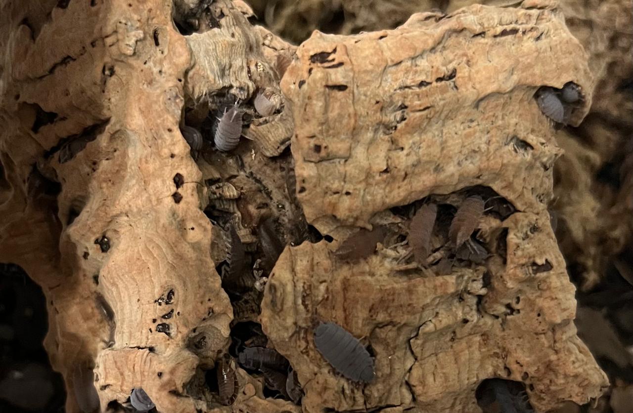 Powder Blue Mix Isopods ( Colony of 5)