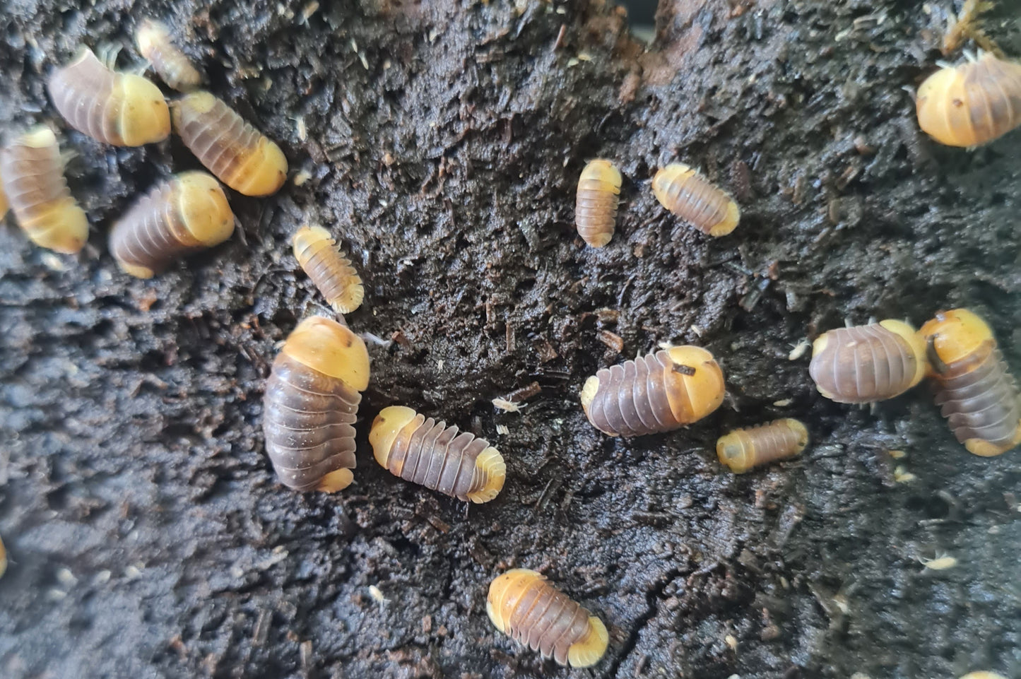 Rubber Ducky Isopods (Colony of 5)