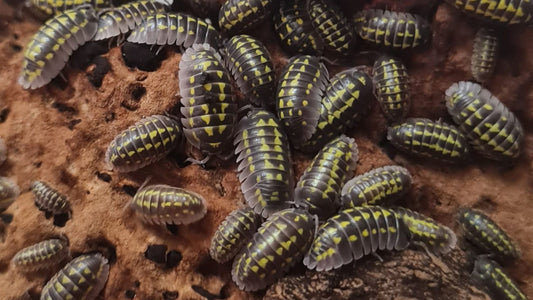 Armadillidium Gestroi Isopods (Colony of 5)