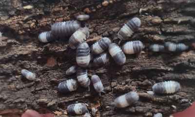 Panda King Isopods (Colony of 5)