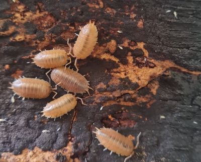 Porcellio Laevis Orange Isopods (Colony of 5)