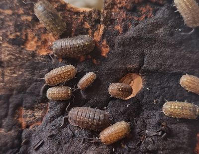 Barnadillo Barnardi Isopods (Colony of 5)