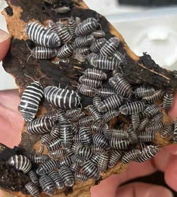 Armadillidium Maculatum Isopods (Colony of 5)