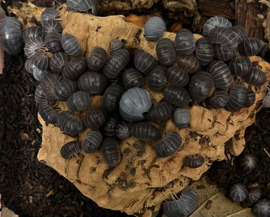 Hissing Isopods ( Colony of 5)