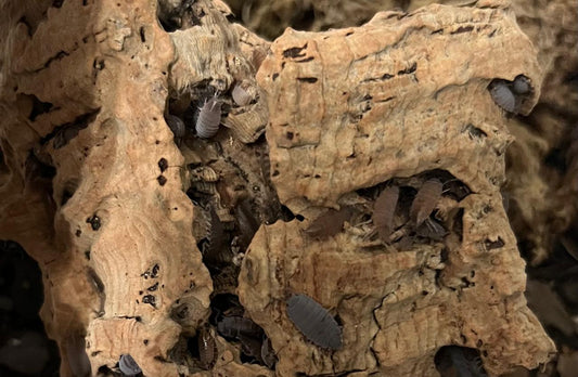 Powder Blue Mix Isopods ( Colony of 5)