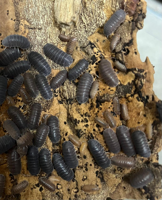 V. Natalensis Isopods (Colony of 5)