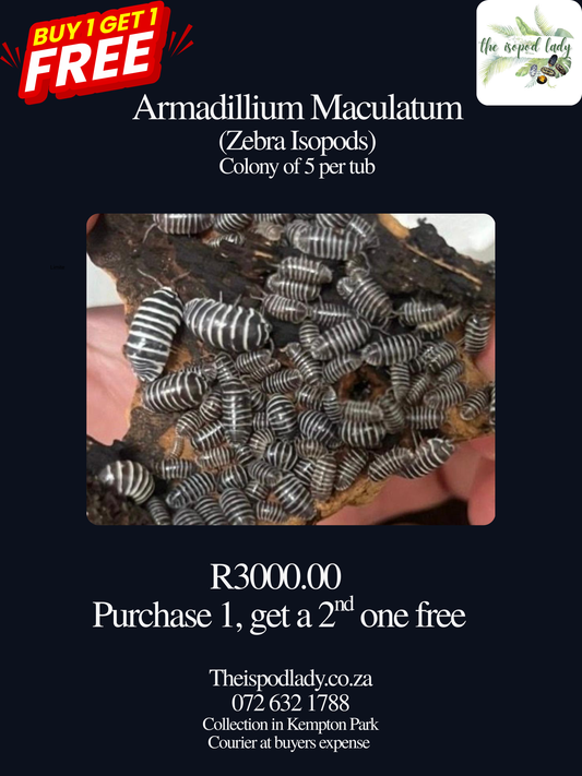 Armadillium Maculatum Combo