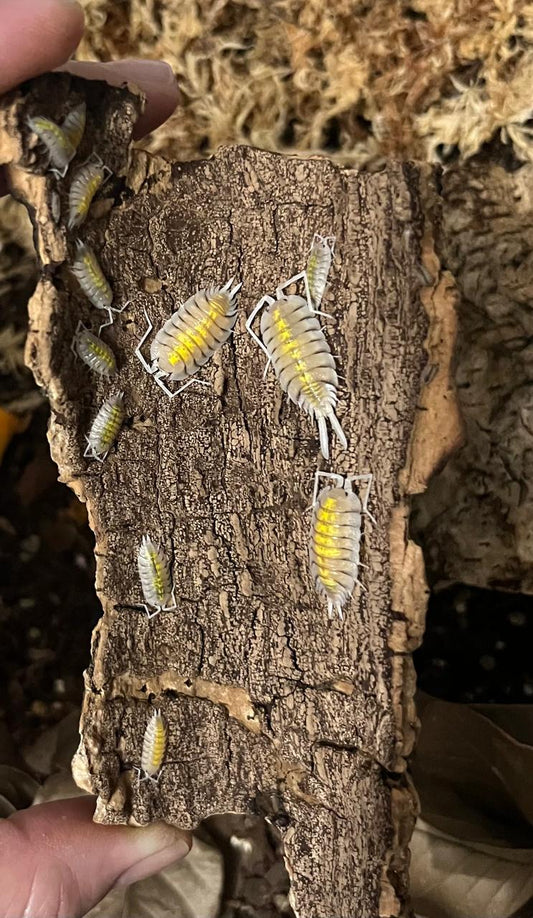 Porcellio Bolivari 'Yellow Ghost' Isopods (Colony of 5)